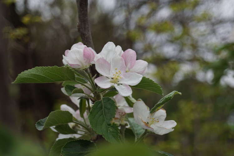 Winterapfel