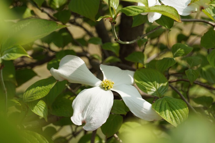 Amerikanischer Blumen-Hartriegel