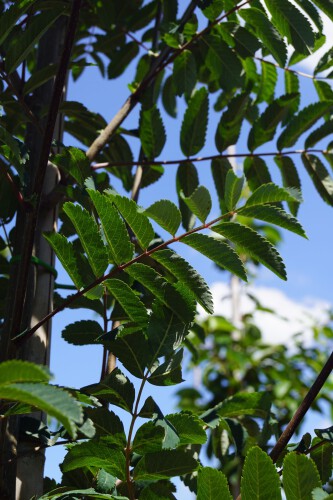 Vogelbeerbaum