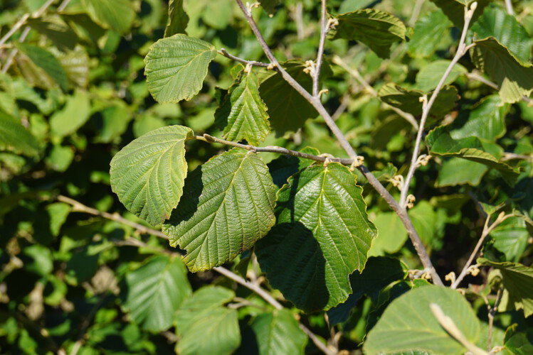 Rote Zaubernuss