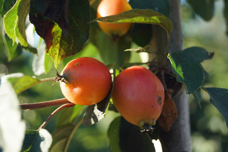 Zierapfel