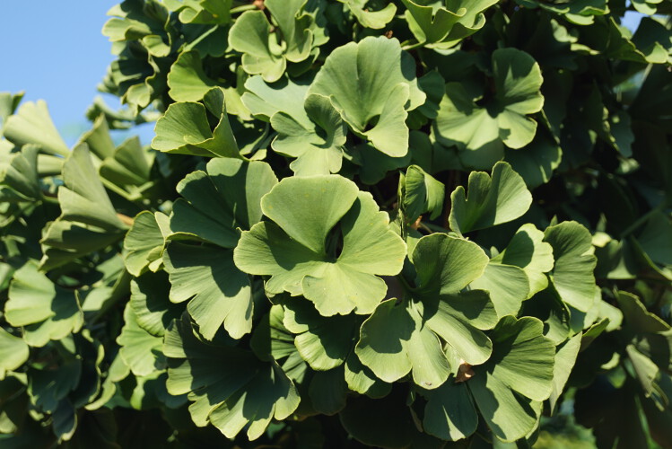 Kugel-Fächerblattbaum