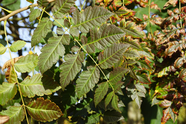 Gold-Blasenbaum