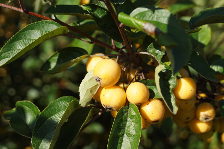 Zierapfel