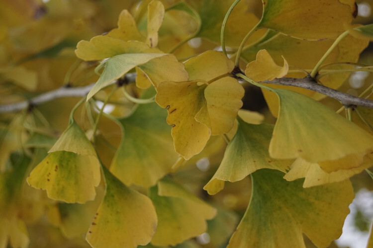 Fächerblattbaum