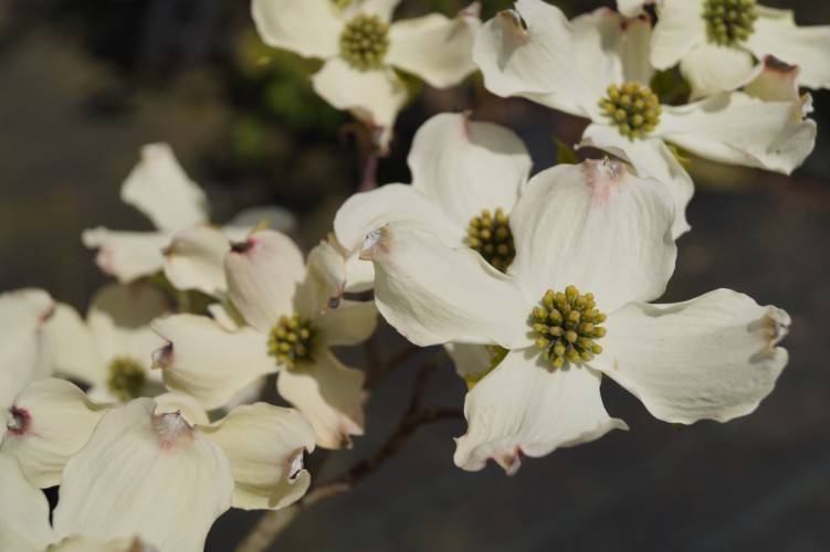 Amerikanischer Blumen-Hartriegel