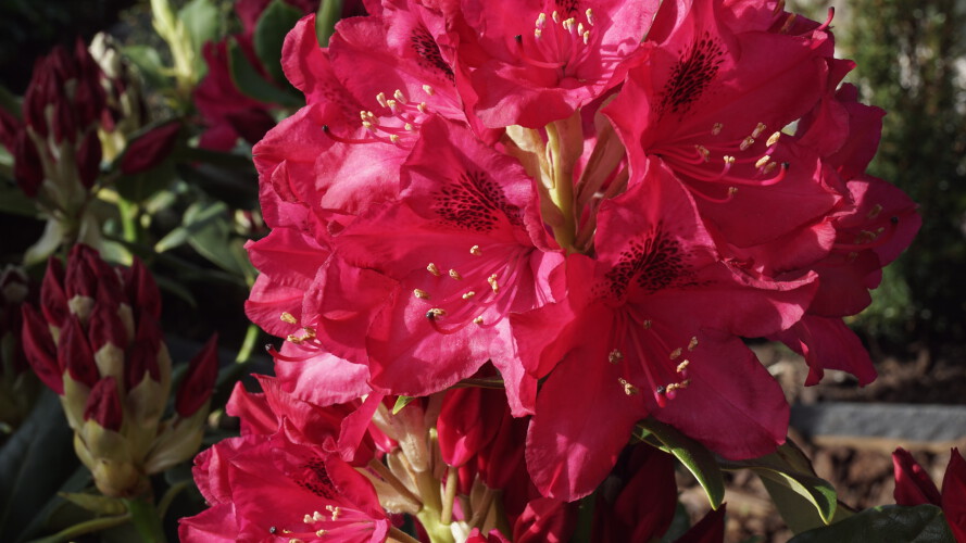 Rhododendron