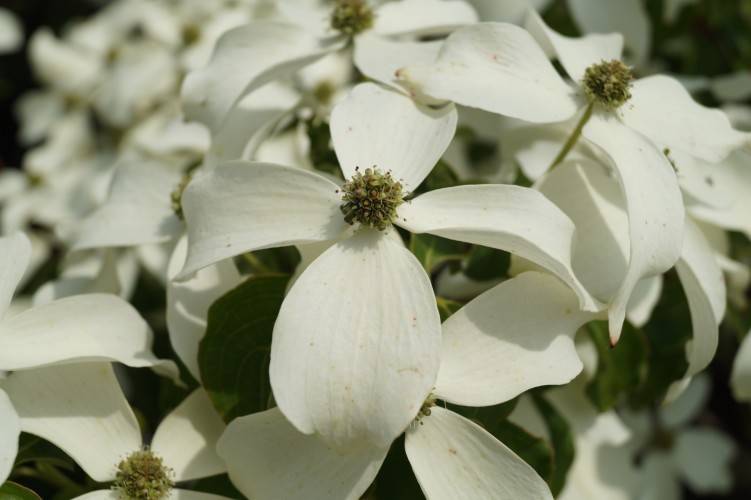 Japanischer Blumen-Hartriegel