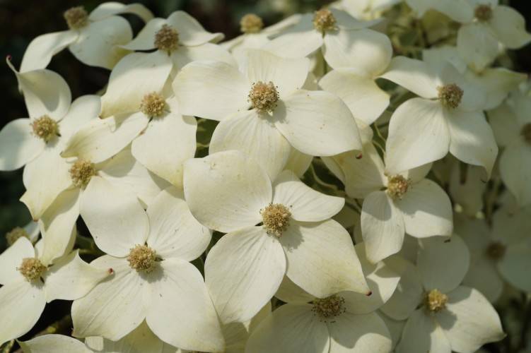 Japanischer Blumen-Hartriegel