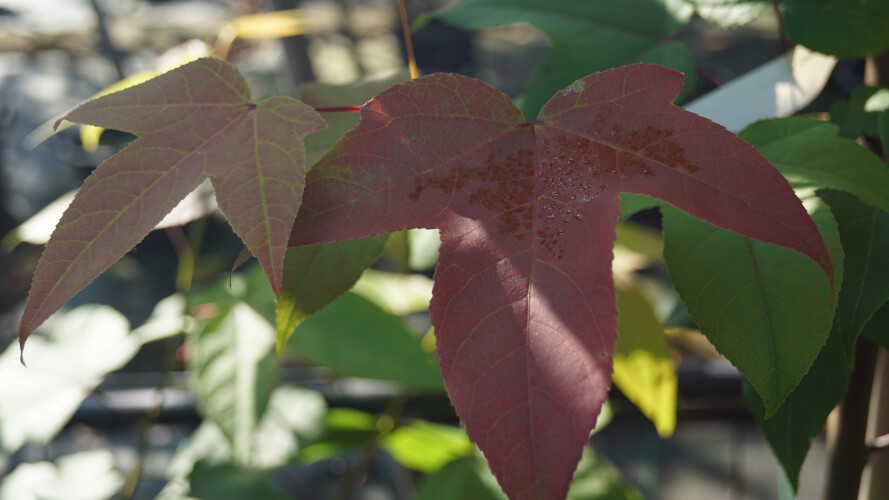 Rotblättriger Amberbaum