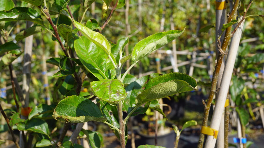 Winterapfel