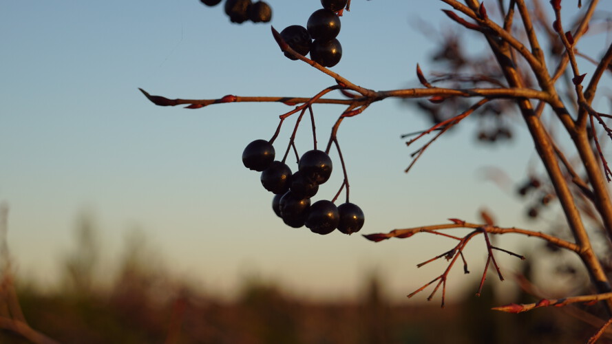 Schwarze Apfelbeere