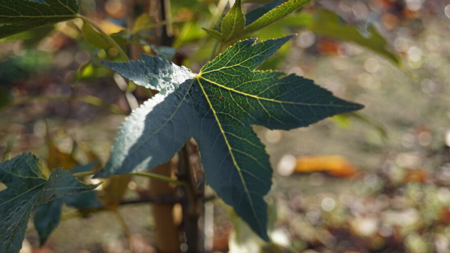 Amerikanischer Amberbaum