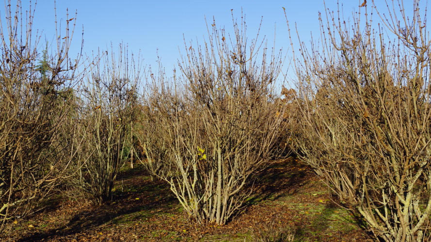 Herbst-Flieder