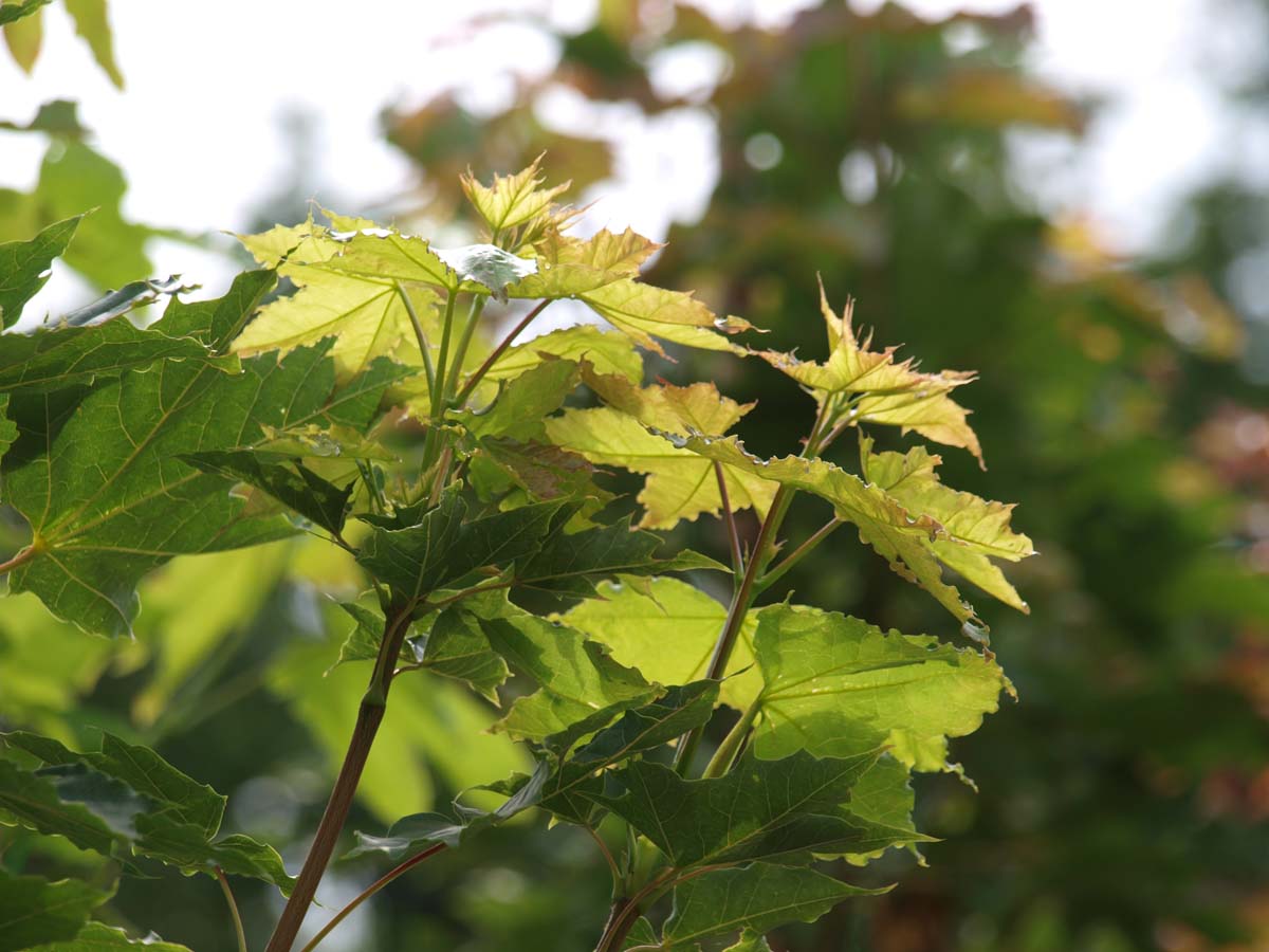 Kegelförmiger Spitz-Ahorn 'Emerald Queen'; Spitzblättriger Ahorn