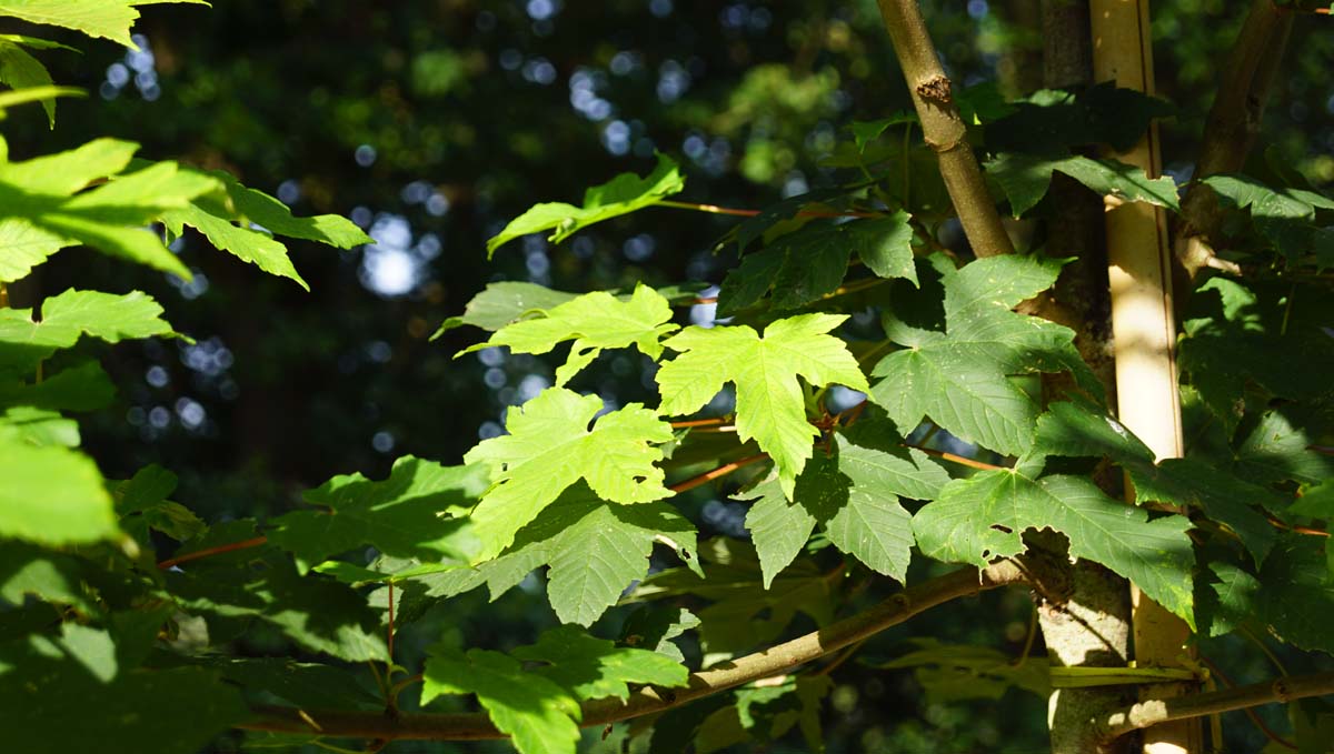 Berg-Ahorn, Falsche Platane