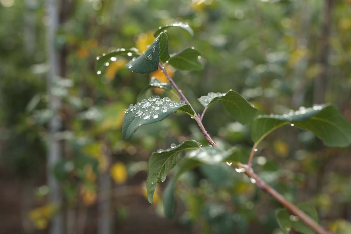 Amelanchier canadensis 'Glennform' 12-14 HO