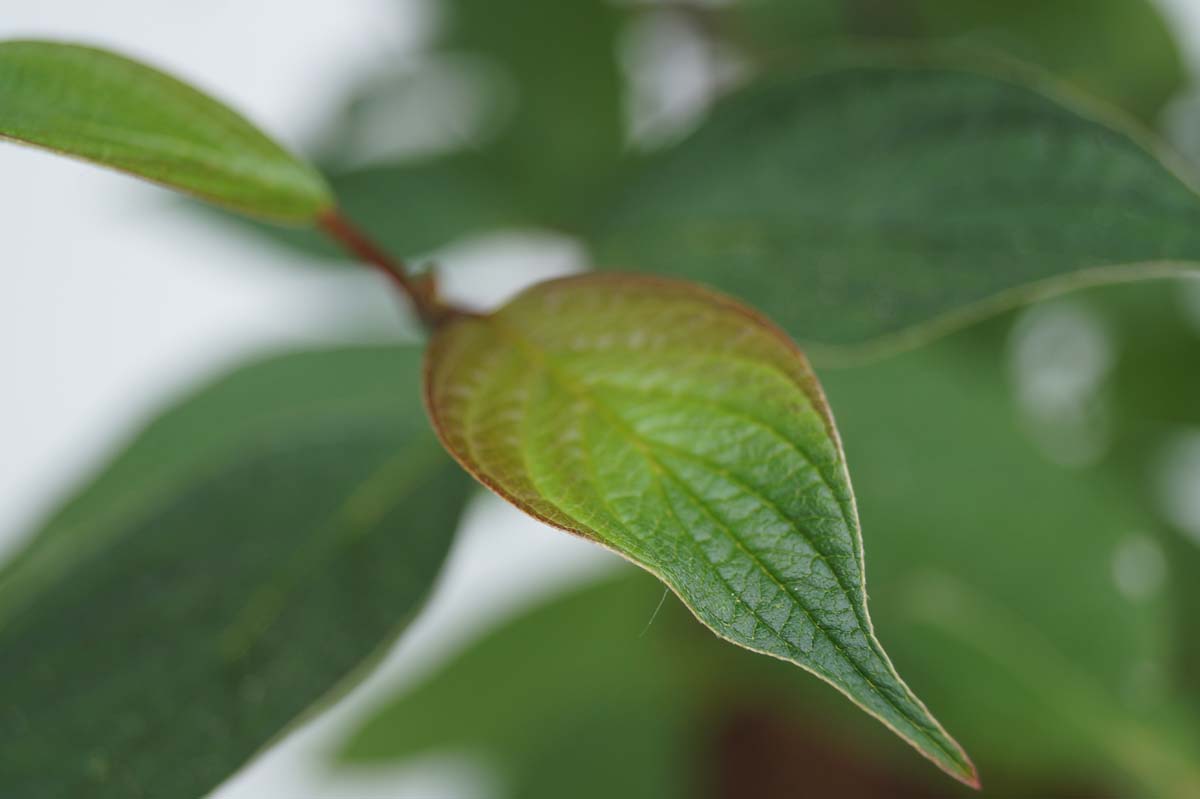 Schwarzbrauner Hartriegel ´Kesselringii´, Tatarischer Hartriegel