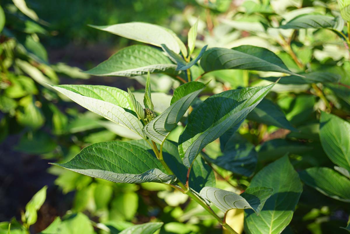 Rotholziger Hartriegel 'Sibirica', Sibirischer Hartriegel, Tatarischer Hartriegel