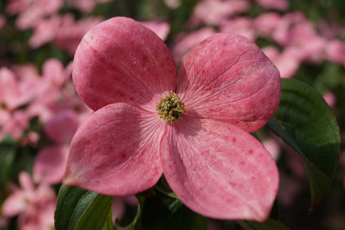 Roter Blumen-Hartriegel 'Satomi'; Asiatische Blüten-Hartriegel; Japanischer Blumen-Hartriegel