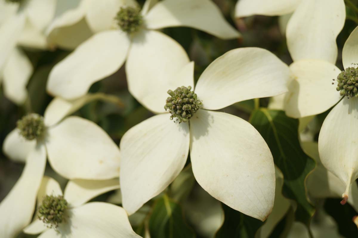 Asiatische Blüten-Hartriegel 'Weisse Fontaine'; Japanischer Blumen-Hartriegel