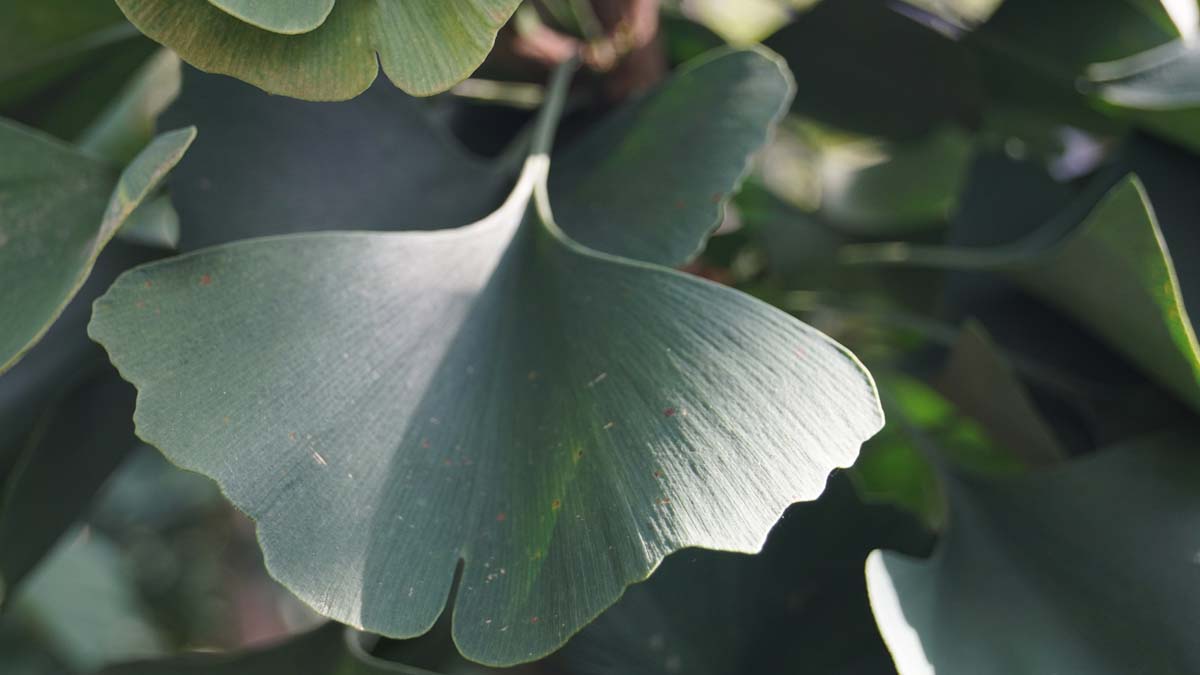 Fächerblattbaum 'Lakeview'; Ginkgobaum; Ginko