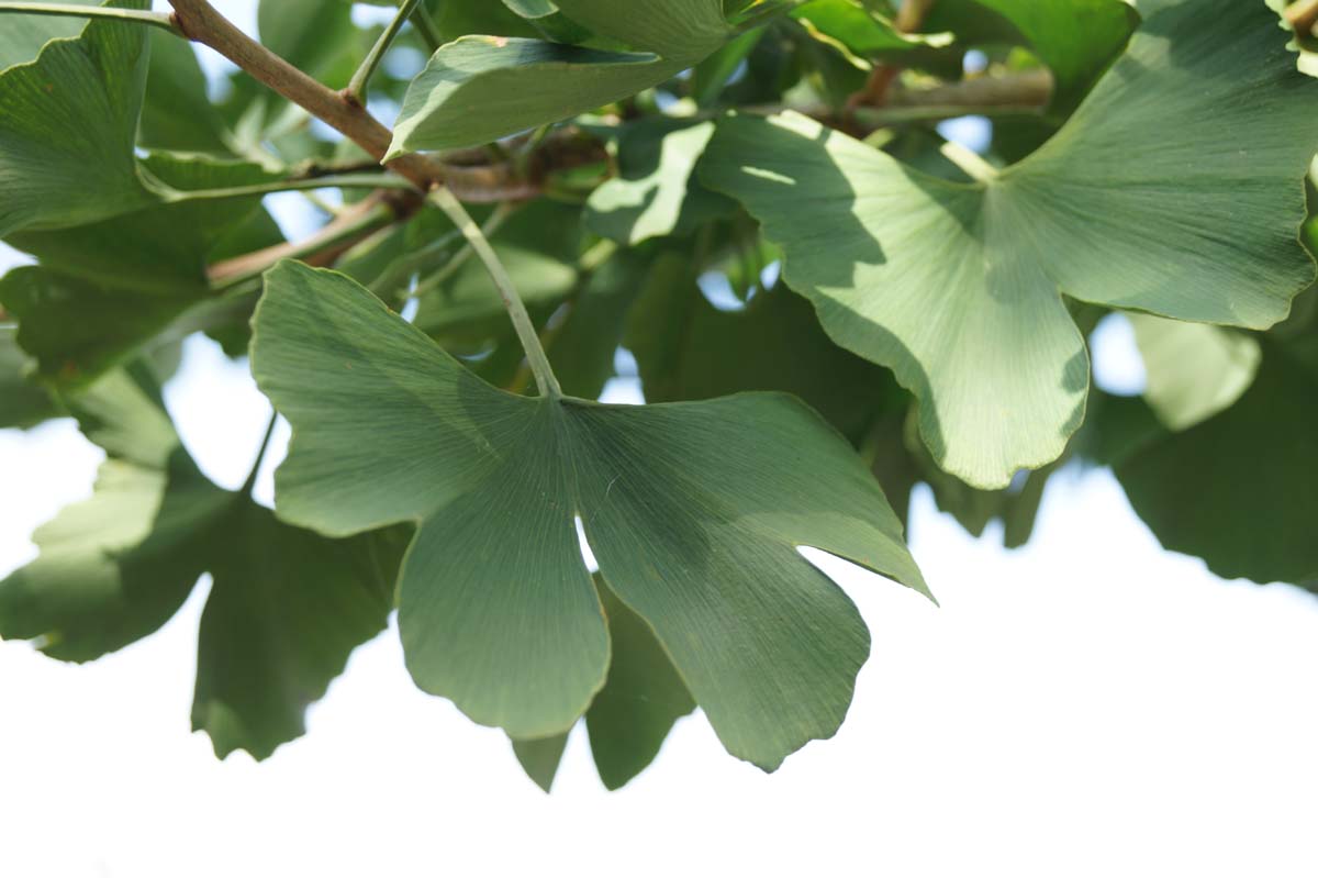 Fächerblattbaum; Ginkgobaum; Ginko