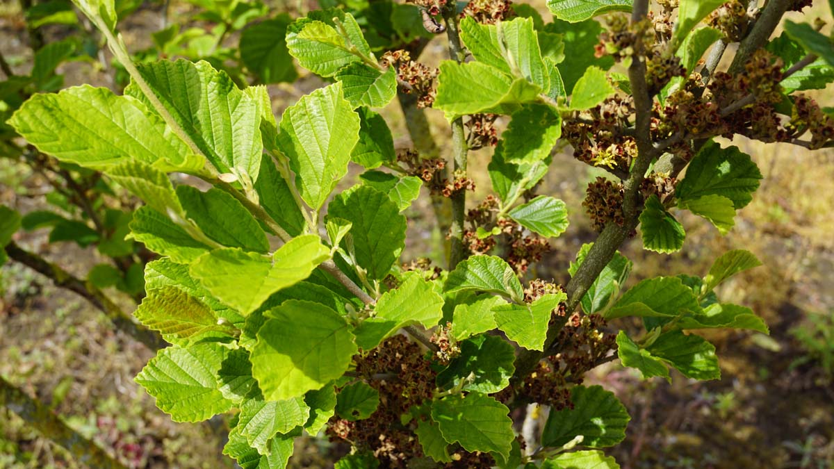 Grossblütige Zaubernuss 'Arnold Promise'