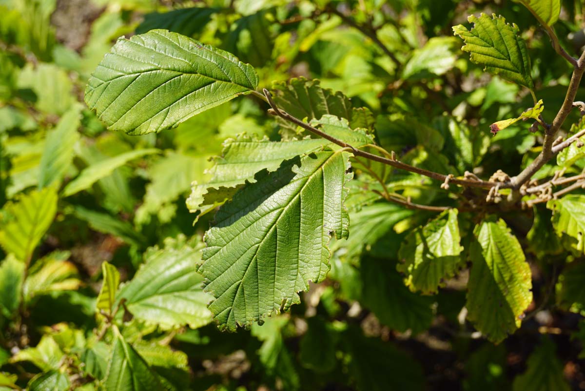 Grossblütige Zaubernuss 'Jelena'