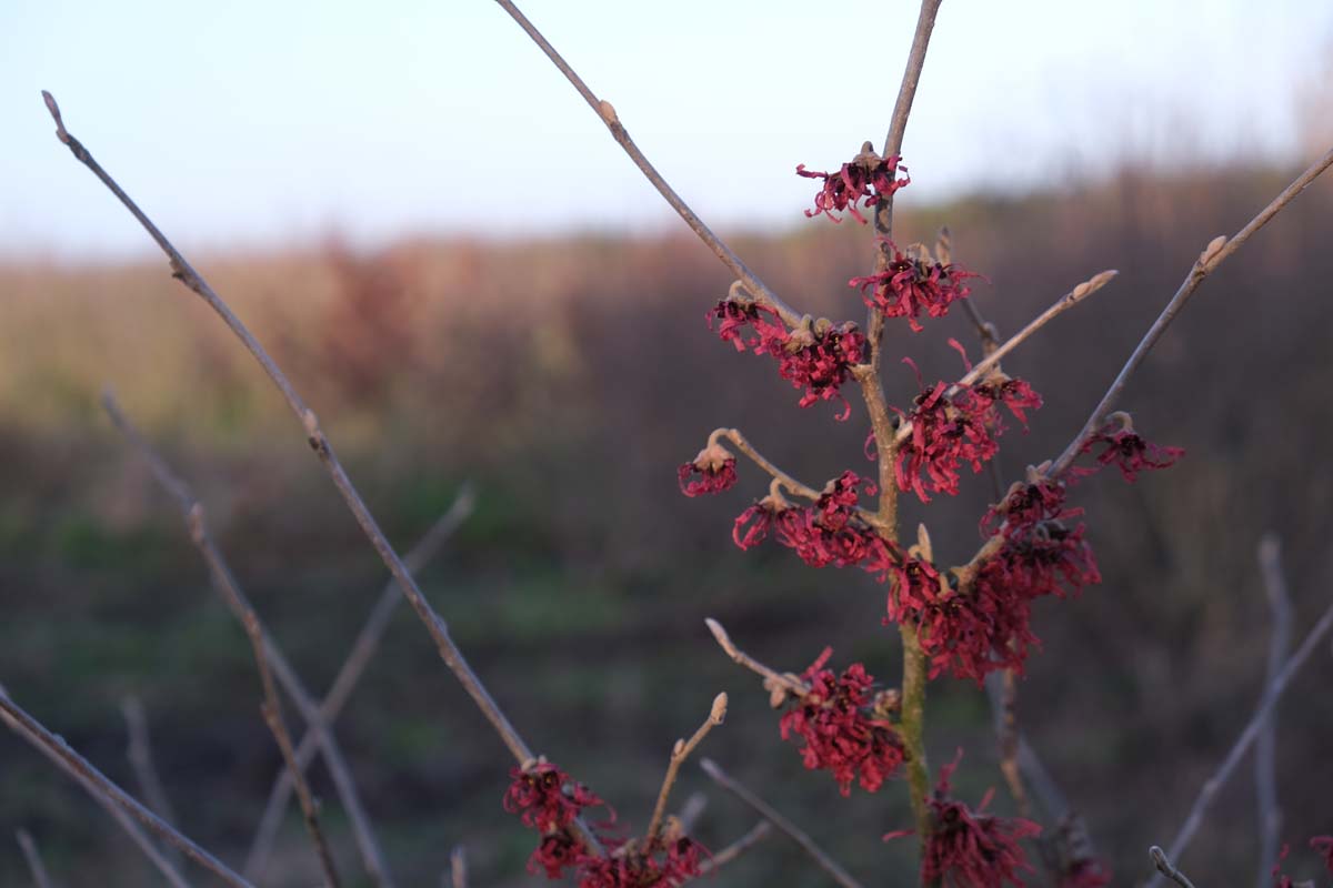 Grossblütige Zaubernuss 'Rubin'