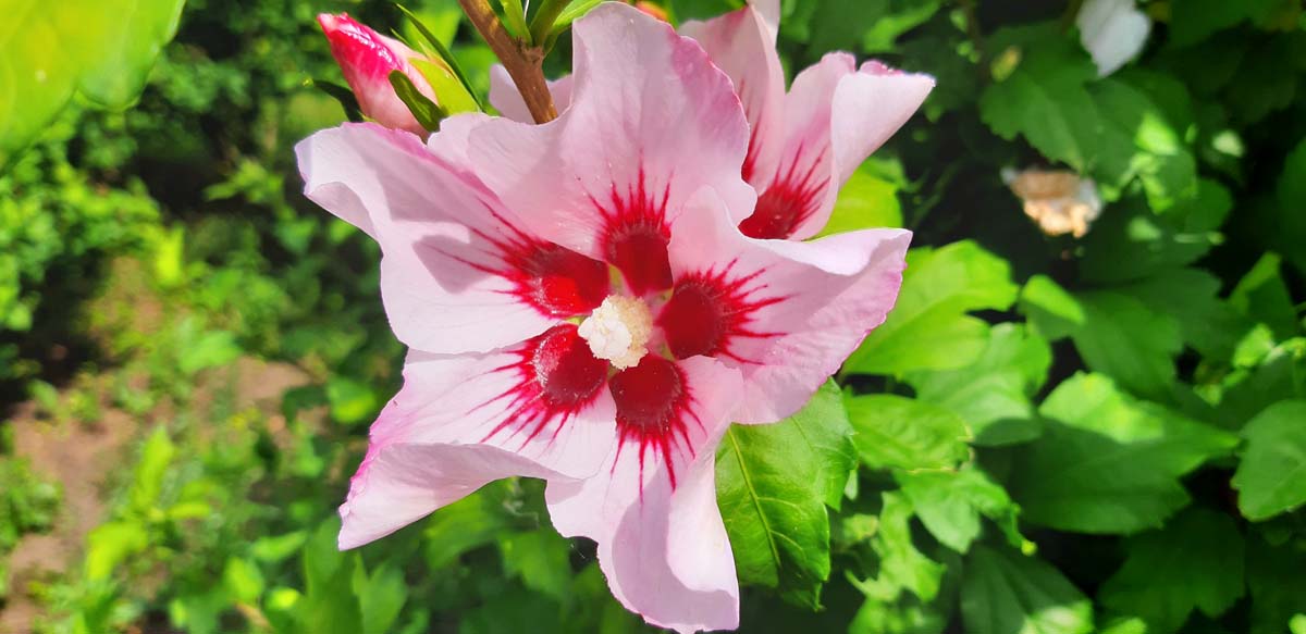 Straucheibisch 'Mathilde'; Scharonrose; Syrischer Eibisch; Garteneibisch; Festblume; Rosan-Eibisch; Gartenhibiskus