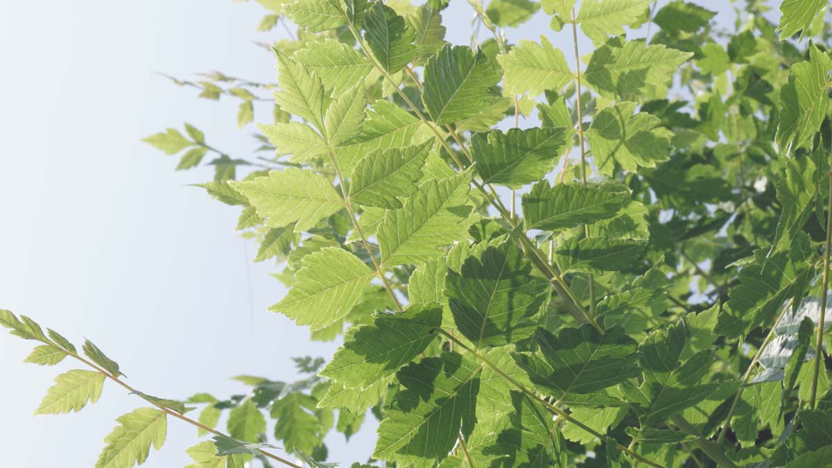 Gold-Blasenbaum; Rispiger Blasenbaum; Blasenesche