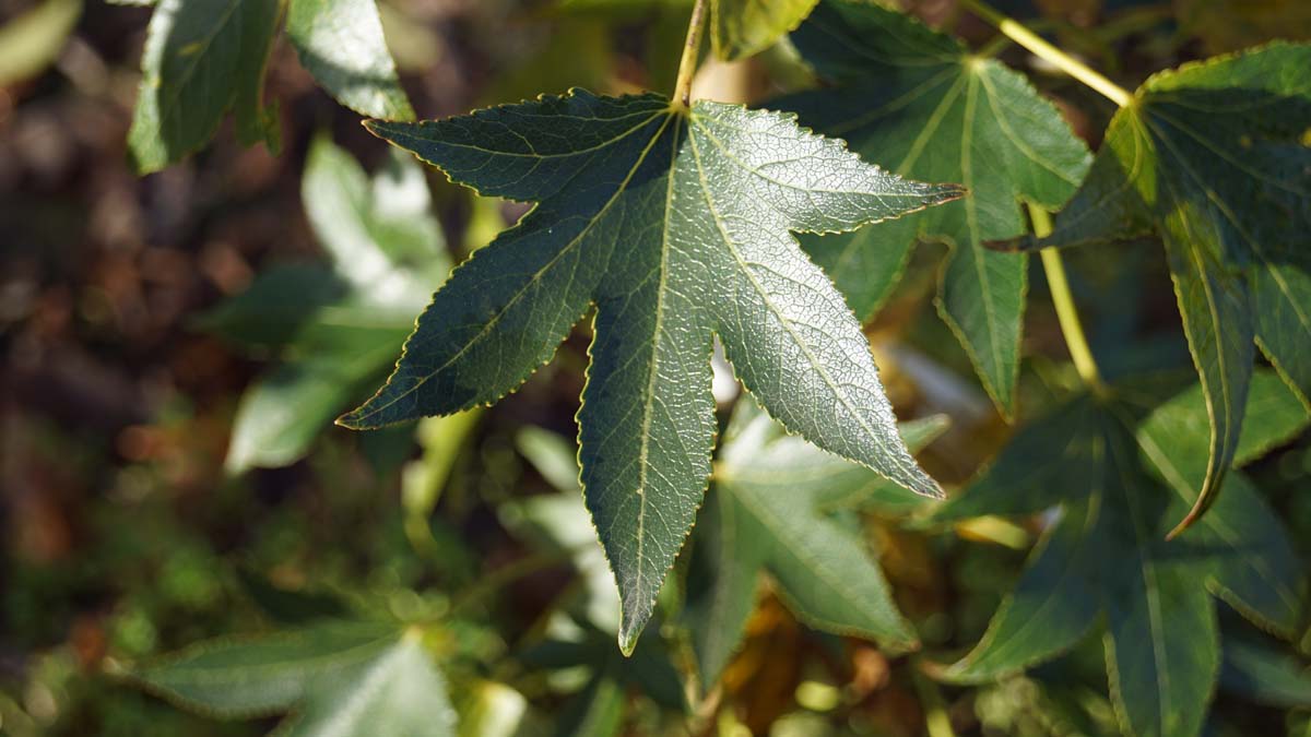 Amerikanischer Amberbaum 'Paarl', Seesternbaum