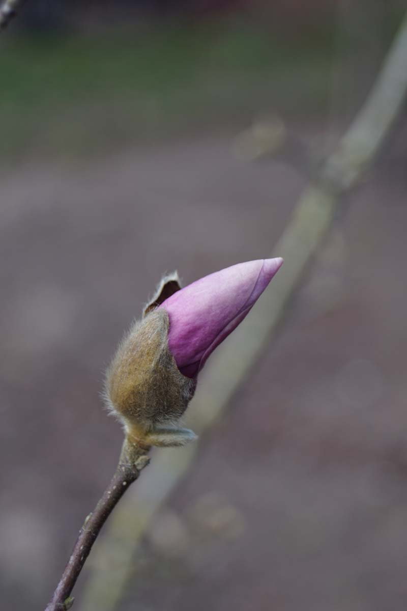 Magnolie 'George Henry Kern'