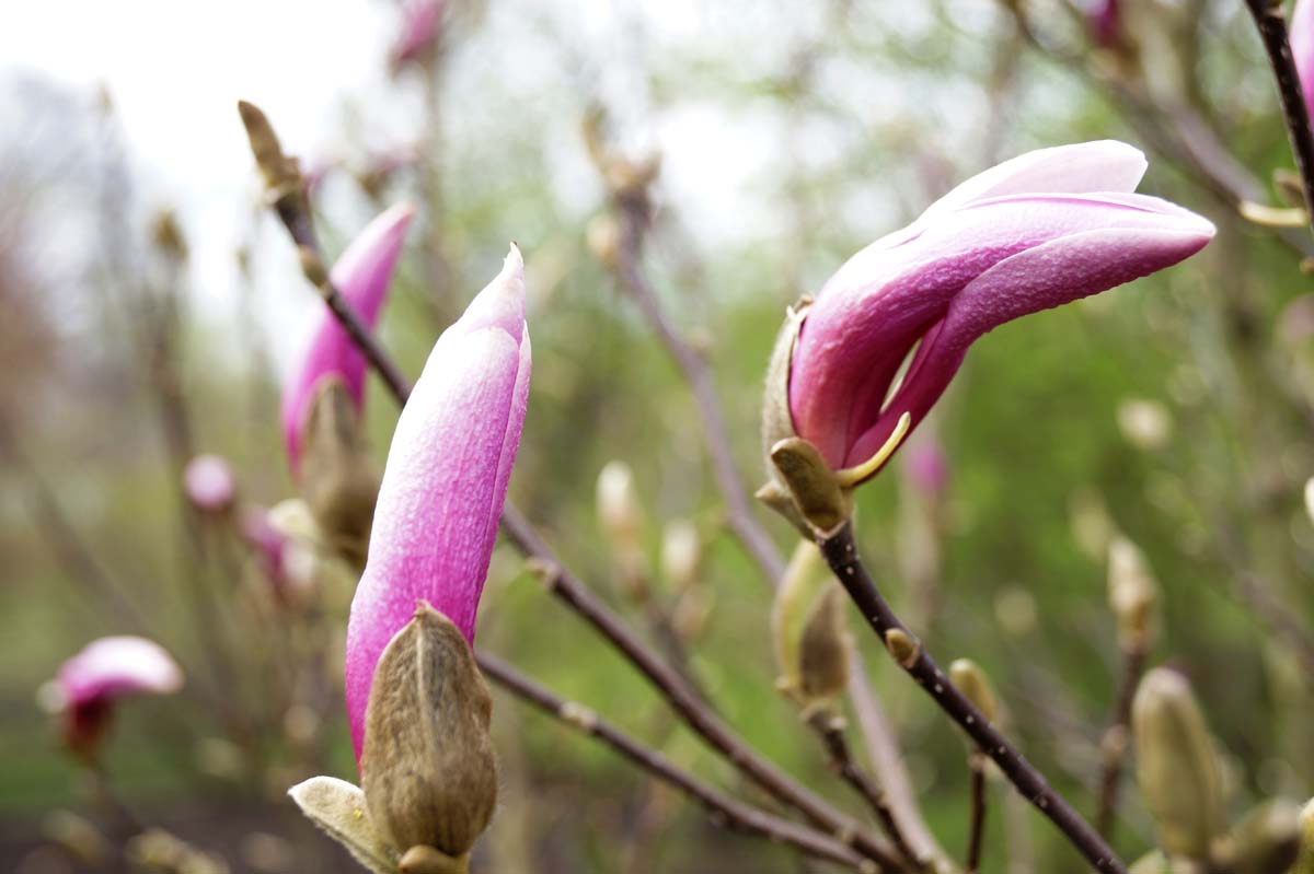 Magnolie 'Red Lucky'