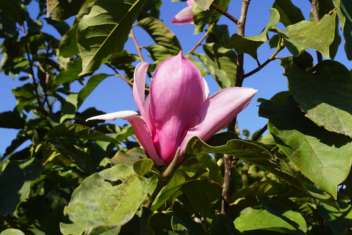 Tulpenmagnolie 'Sundew'