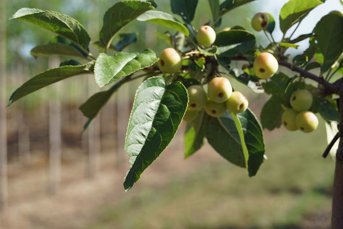 Zierapfel 'Crittenden'