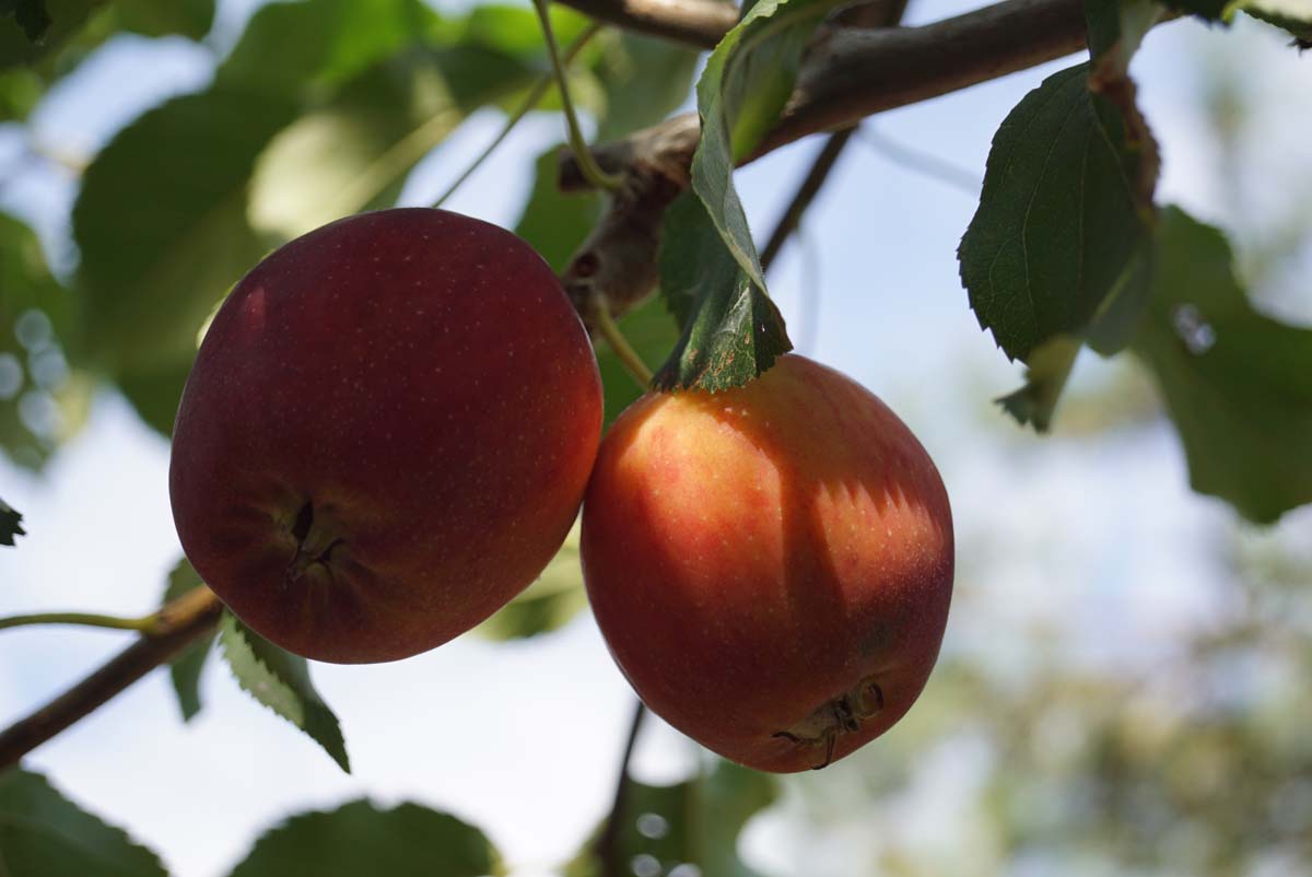 Zierapfel 'Hyslop'