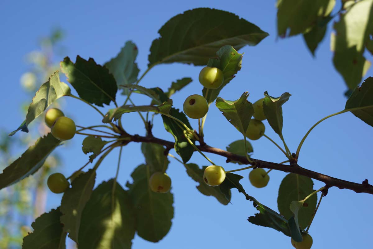 Kirschapfel 'Columnaris'; Beerenapfel