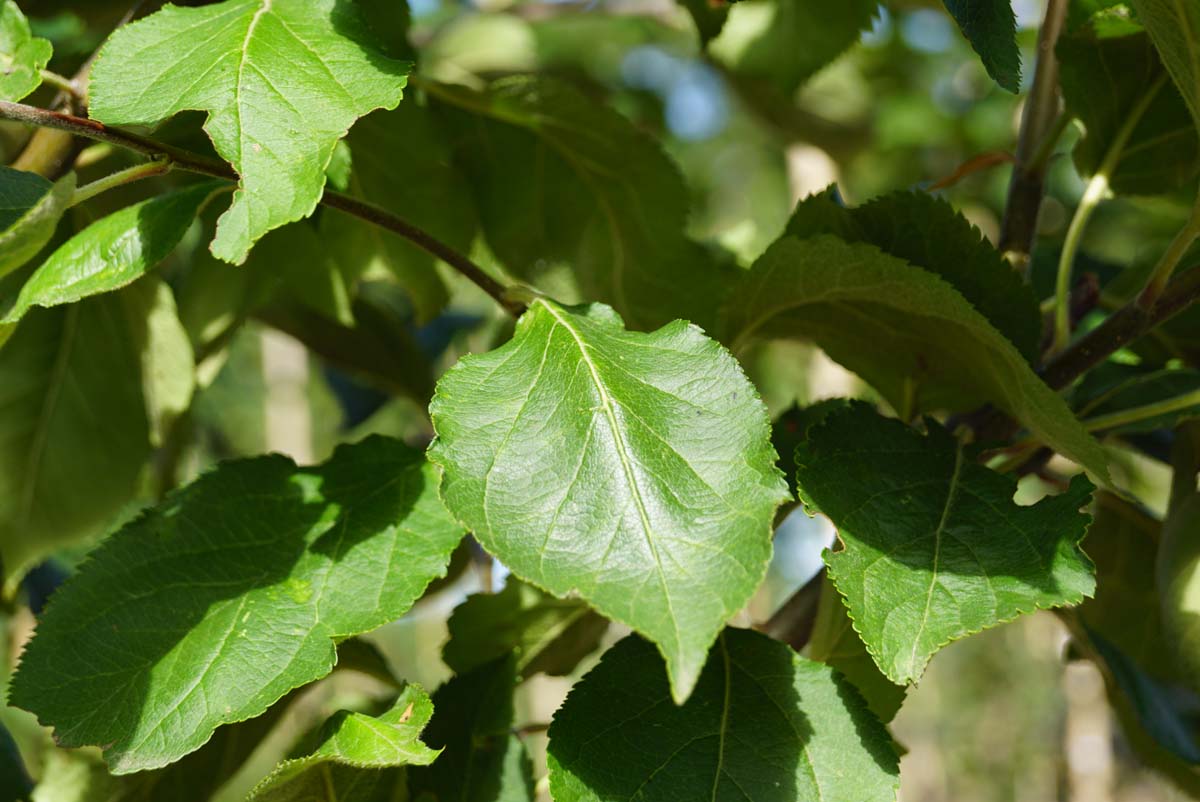 Kulturapfel 'Notarisappel'; Apfel