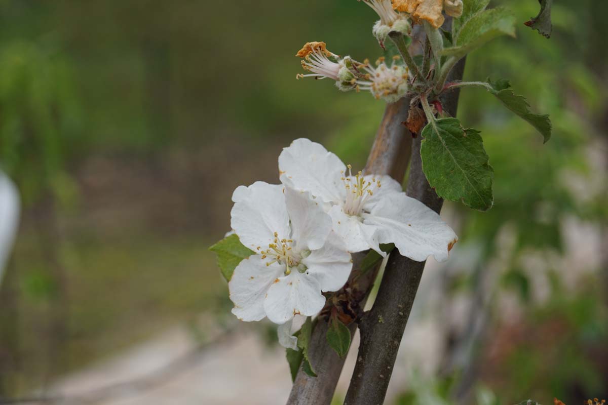 Kulturapfel 'Rode Boskoop'; Apfel