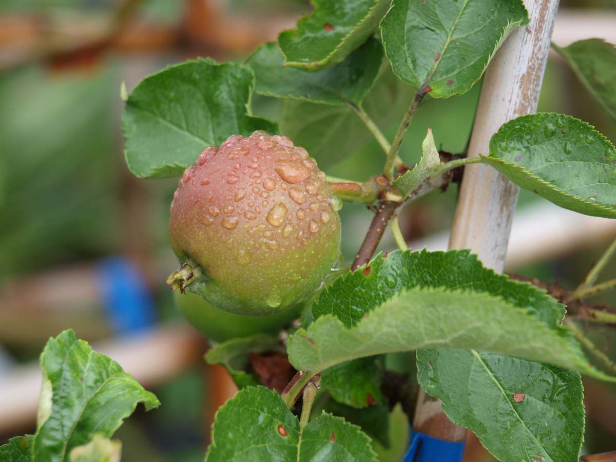 Kulturapfel 'Jonagold'; Apfel