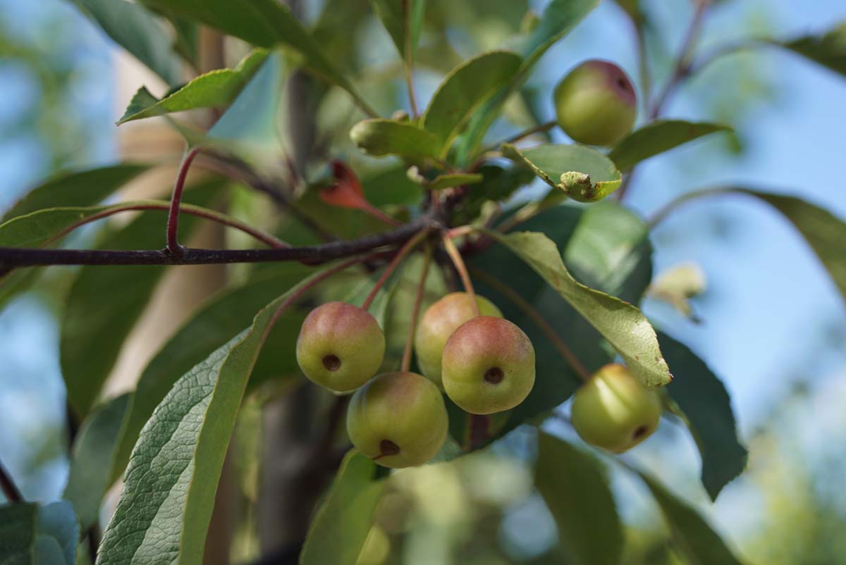 Zierapfel