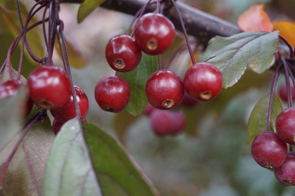 Kleinfruchtiger Zierapfel 'Freja'