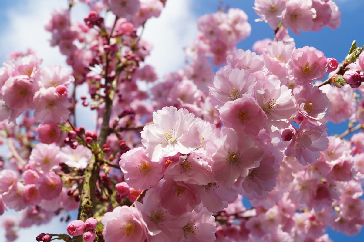 Frühe Zierkirsche 'Accolade'; Japanische Blütenkirsche