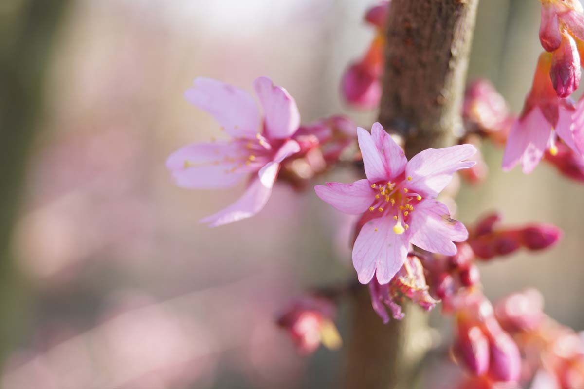 Zierkirsche 'Okame'