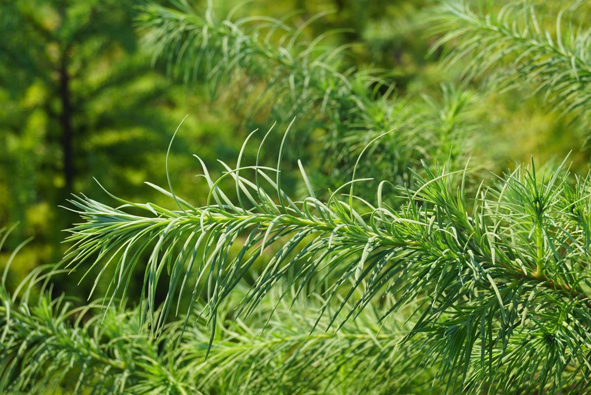 Gewöhnliche Douglasie, Douglasie, Douglasfichte, Douglastanne, Douglaskiefer, Oregon pine