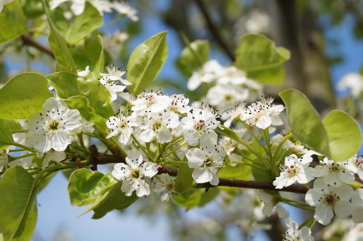 Chinesische Wildbirne 'Chanticleer'