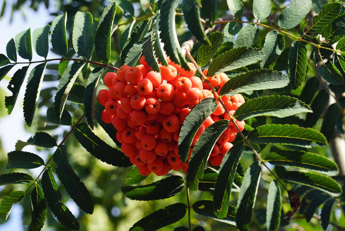 Vogelbeerbaum 'Sheerwater Seedling'; Vogelbeere; Gewöhnliche Eberesche; Drosselbeere; Quitsche; Krametsbeere