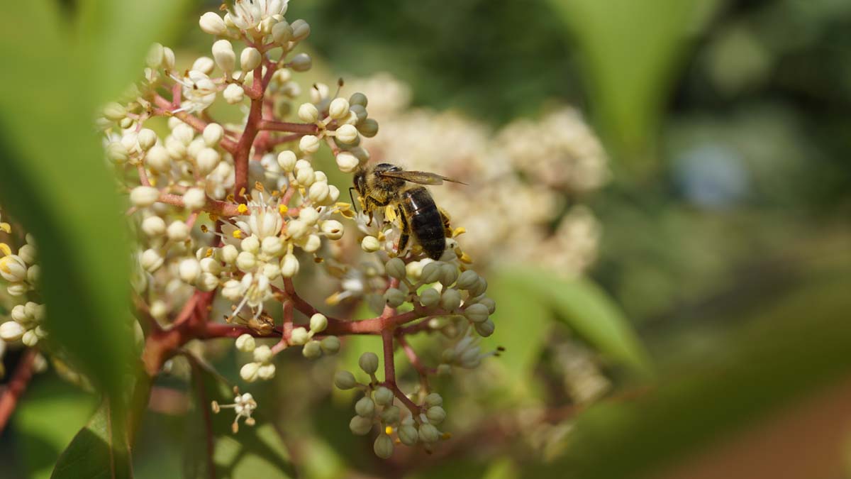 Samthaarige Stinkesche; Bienenbaum; Honigesche; Wohlduftraute; Tausendblütenstrauch; Hupeh-Stinkesche